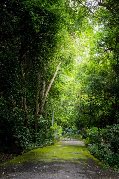 Pintu masuk ke hutan sunyi — Stok Foto