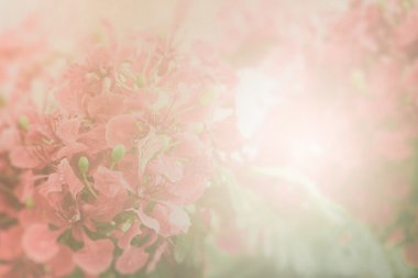 Kağıt arka plan üzerinde kırmızı gösterişli çiçek