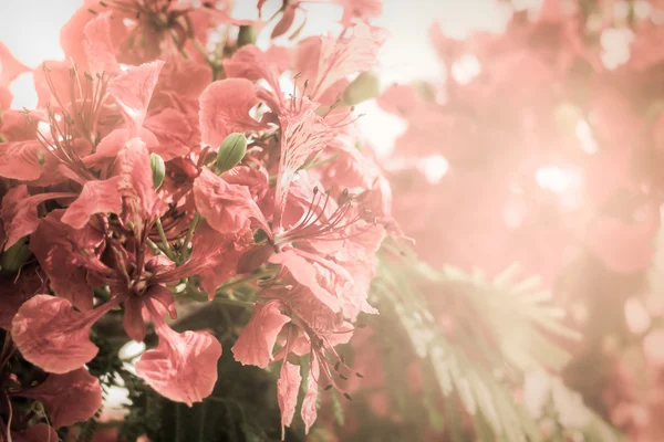 Rojo Flamboyant flor fondo — Foto de Stock