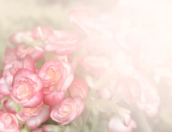 Rosa begonia blomma bakgrund — Stockfoto