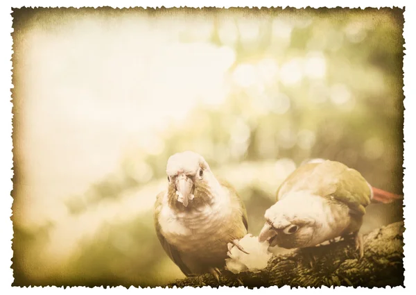 Deux perroquets sur vieux papier brûlé style vintage — Photo