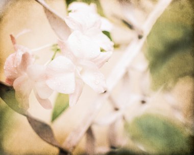 Eski kağıt arka plan üzerinde orkide çiçek