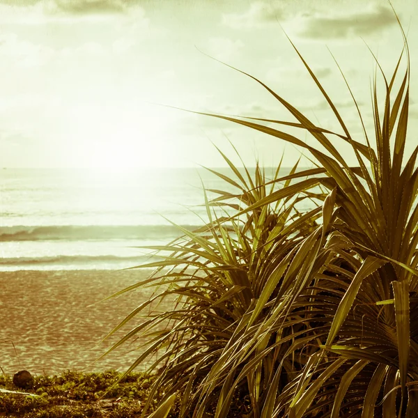 Naturaleza fondo estilo vintage — Foto de Stock