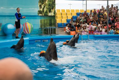 Phuket Tayland - 9 Ocak 2016: zeki yunuslar bir top oynarken ben