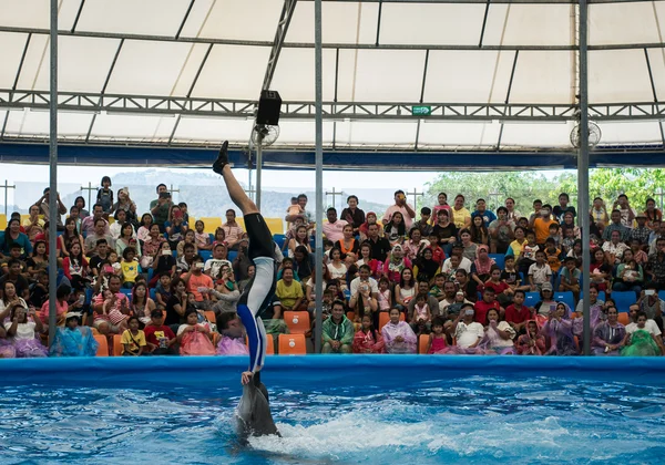 Таїланд Пхукет - 9 січня 2016: Продуктивність розумний дельфінів w — стокове фото