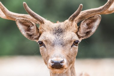 Bir Safari sırasında yabani hayvanlar