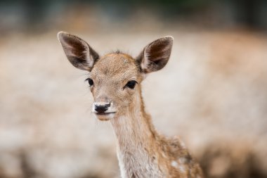 Bir Safari sırasında yabani hayvanlar