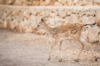 Bir Safari sırasında yabani hayvanlar