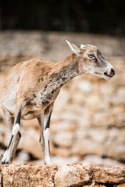 Divoká zvířata během Safari — Stock fotografie