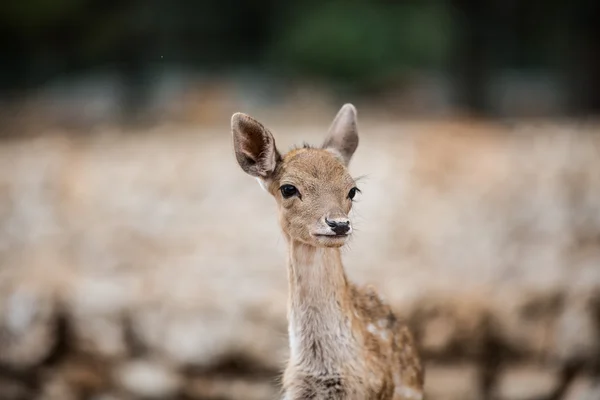 Divoká zvířata během Safari — Stock fotografie