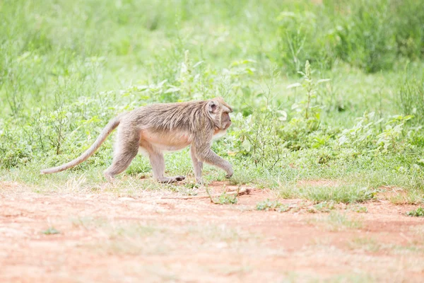 Animaux sauvages lors d'un safari — Photo