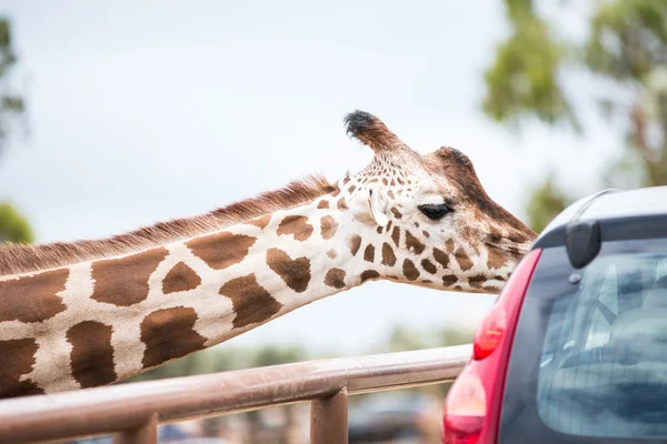 Divoká zvířata během Safari — Stock fotografie