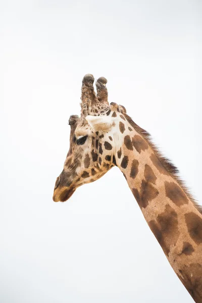 Dzikie zwierzęta podczas Safari — Zdjęcie stockowe