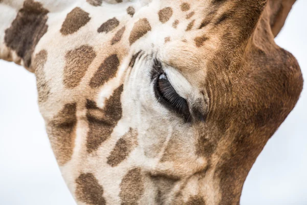 Divoká zvířata během Safari — Stock fotografie