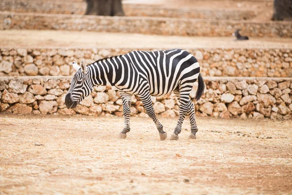 Animales salvajes durante un safari — Foto de Stock
