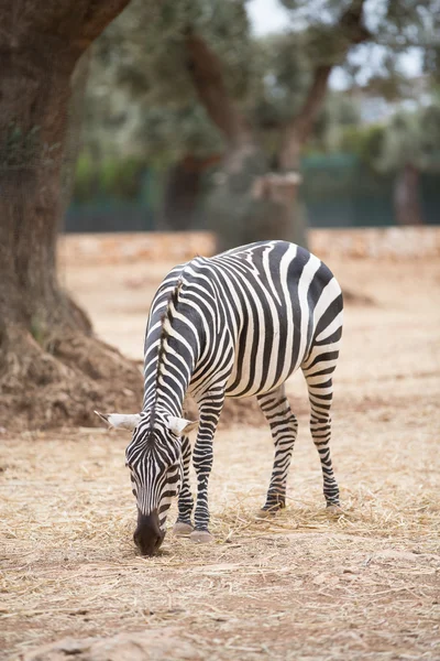 Animais selvagens durante um Safari — Fotografia de Stock