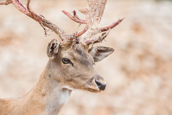 Animales salvajes durante un safari Fotos De Stock Sin Royalties Gratis