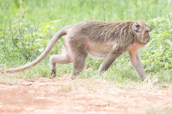 Animali selvatici durante un Safari Fotografia Stock