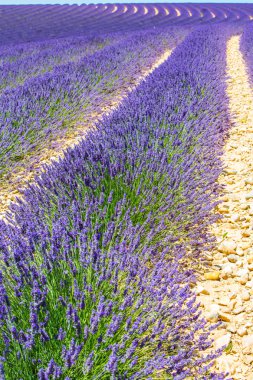 Provence lavanta