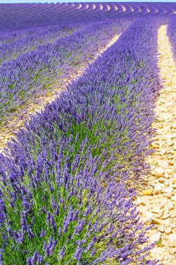 Lavender in Provence clipart