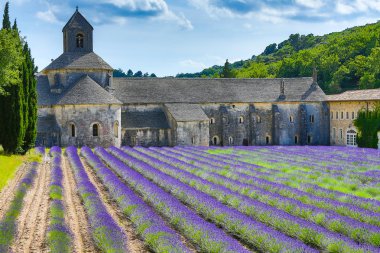 Lavender in Provence clipart