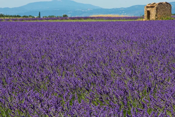 Provenza — Φωτογραφία Αρχείου