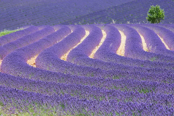 Provenza — Stok fotoğraf