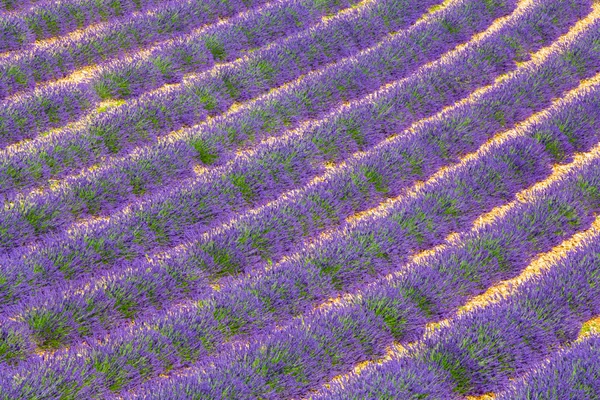 在普罗旺斯的薰衣草 — 图库照片