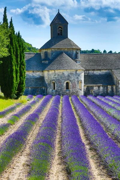 Lavanda en Provenza —  Fotos de Stock