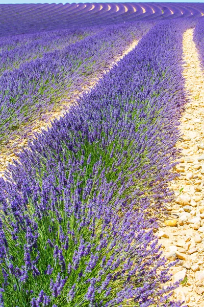 Lavendel i provence — Stockfoto