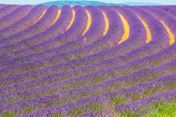 Levandule v provence — Stock fotografie