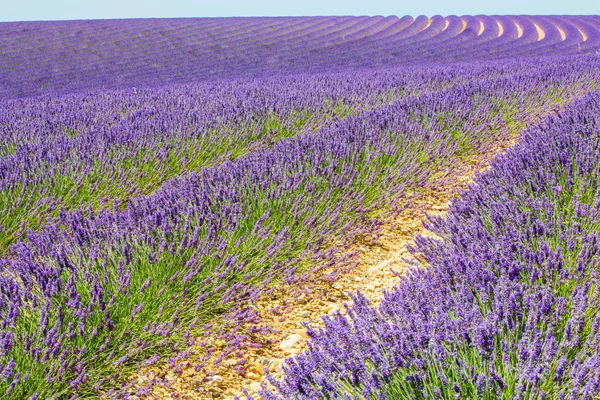 Levandule v provence — Stock fotografie