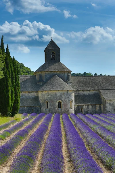 Lavendel in de provence — Stockfoto