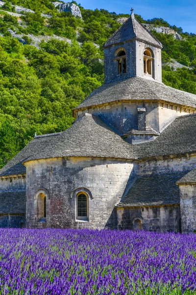 Lavendel in de provence — Stockfoto