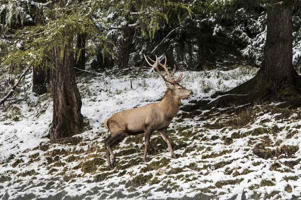 Brunico'da kış manzarası — Stok fotoğraf