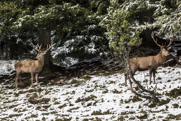 Winterlandschap in Brunico — Stockfoto