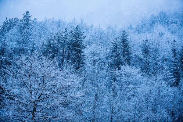 Vinter — Stockfoto