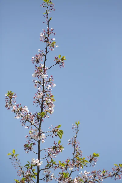 Hanami. —  Fotos de Stock