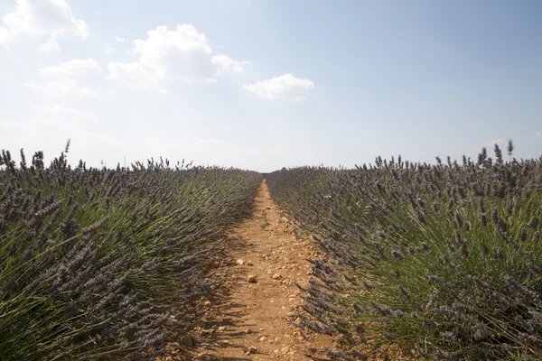 Lavanda — Foto de Stock