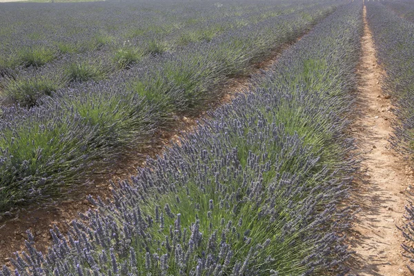 Lavender field 3 — Stock Photo, Image