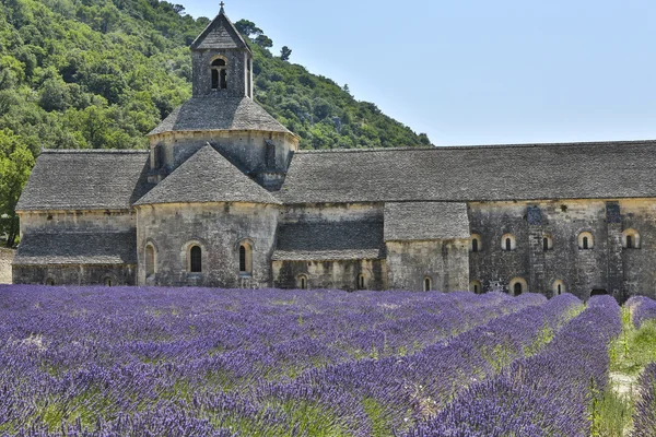 Lavendel fält 12 — Stockfoto