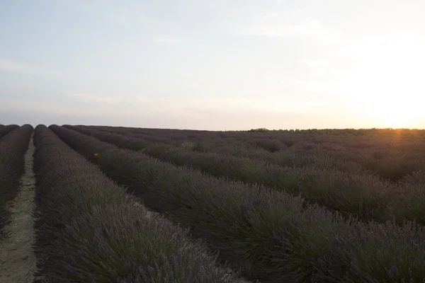 Lavender field 28 — Stock Photo, Image