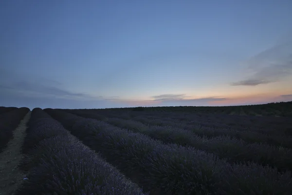 Lavender field 37 — Stock Photo, Image