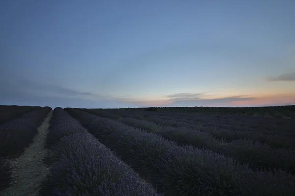 Lavender field 40 — Stock Photo, Image