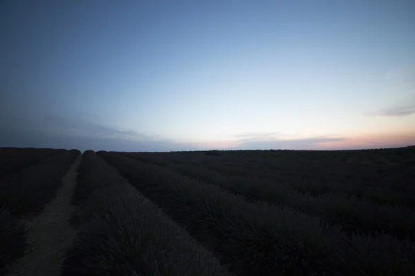 Campos de lavanda23 —  Fotos de Stock