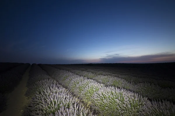 Campos de lavanda21 —  Fotos de Stock