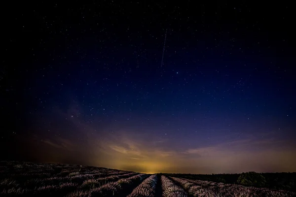 Campos de lavanda18 — Foto de Stock