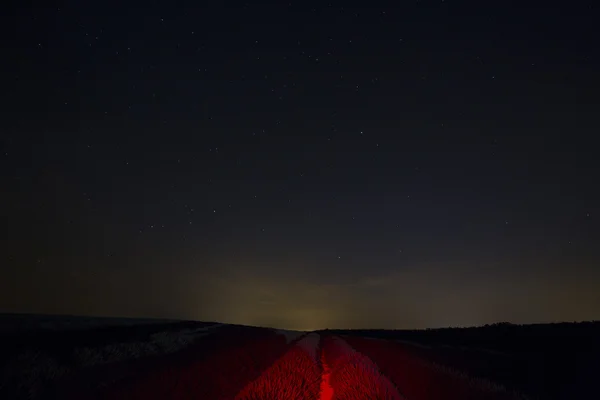 Campos de lavanda14 — Foto de Stock