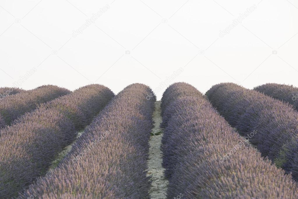 Lavender field 18