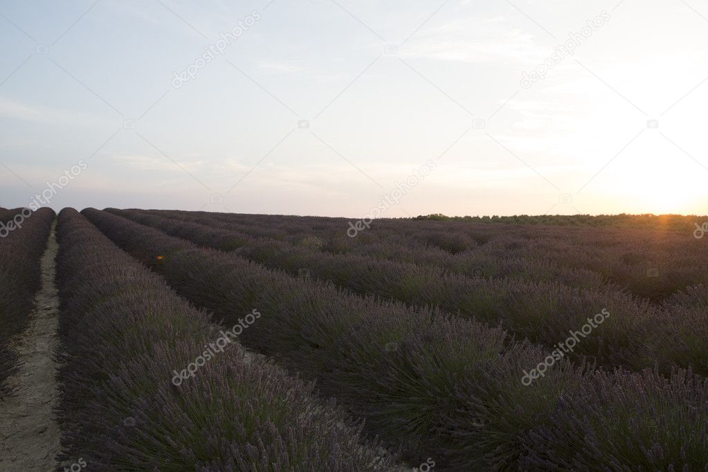 Lavender field 28